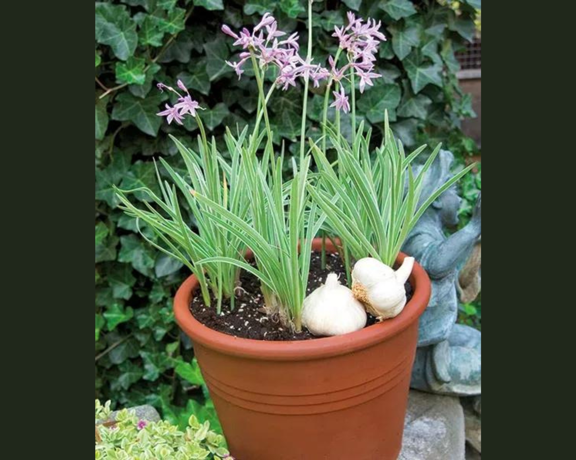 Különleges fűszernövény: a knobi fű | Az Ön kertésze | STARKL WEB SHOP Különleges fűszernövény: a knobi fű | Az Ön kertésze | STARKL WEB SHOP