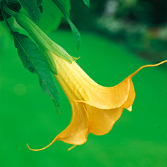 Angyaltrombita