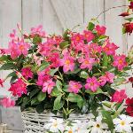 Dipladenia