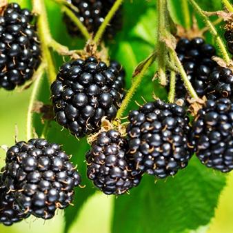 Szedrek, Tayberry