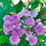 Rambler rózsák