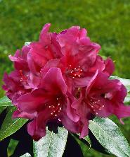 Rhododendronok és azáleák Rhododendronok és azáleák