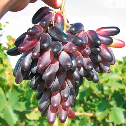 Szőlő
